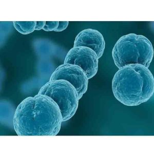 كلية-الطب-البيطري-تقيم-دورة-عن-تشخيص-بعض-انواع-الخمائر-الفطرية